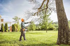 Best Tree Disease Treatment  in Beach Park, IL