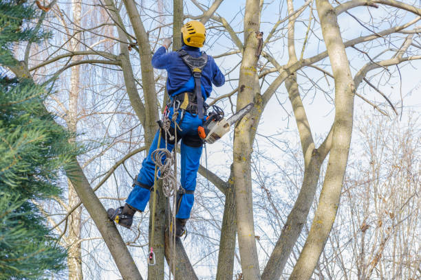 Best Utility Line Clearance  in Beach Park, IL