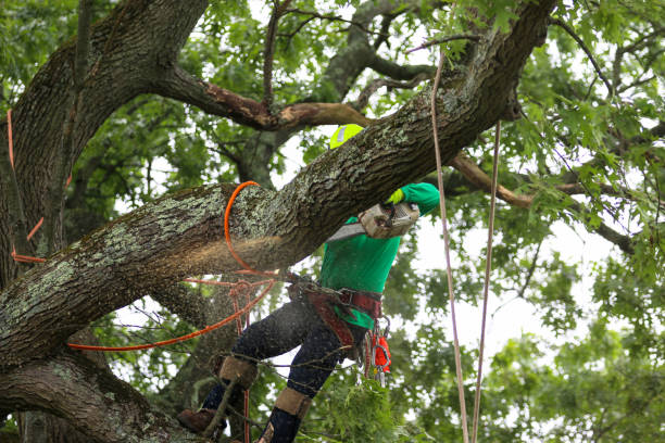 Beach Park, IL Tree Services Company