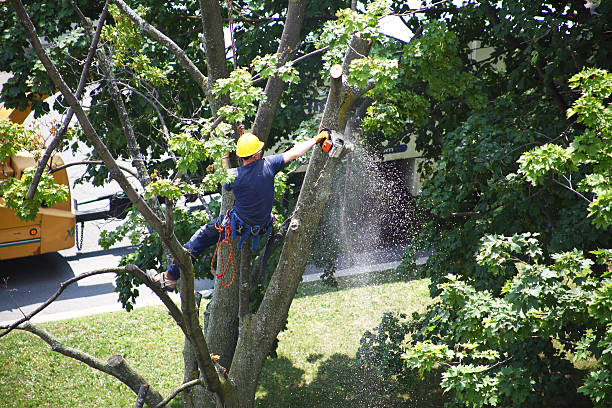 Best Tree Risk Assessment  in Beach Park, IL